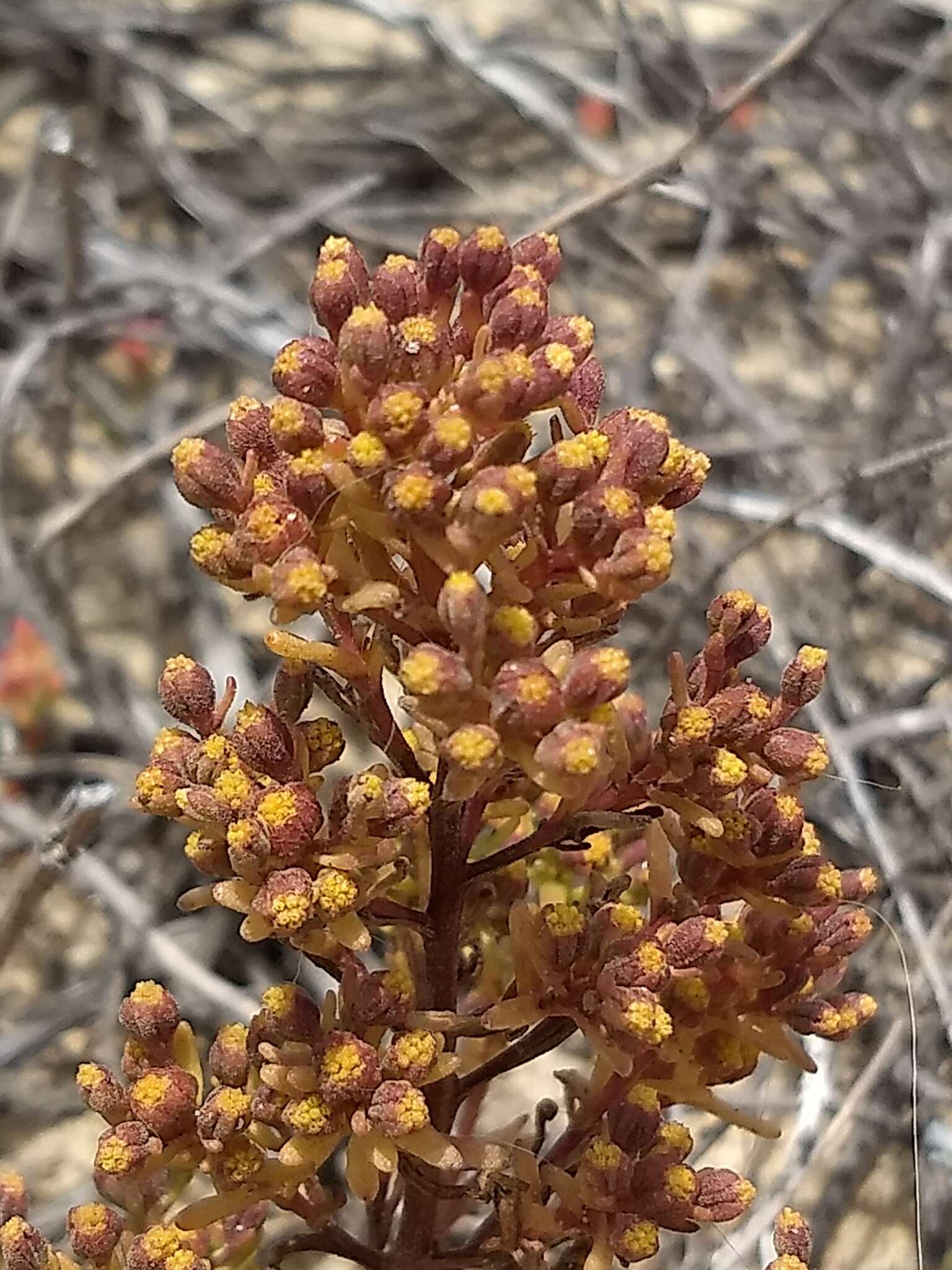 Image of amblyopappus