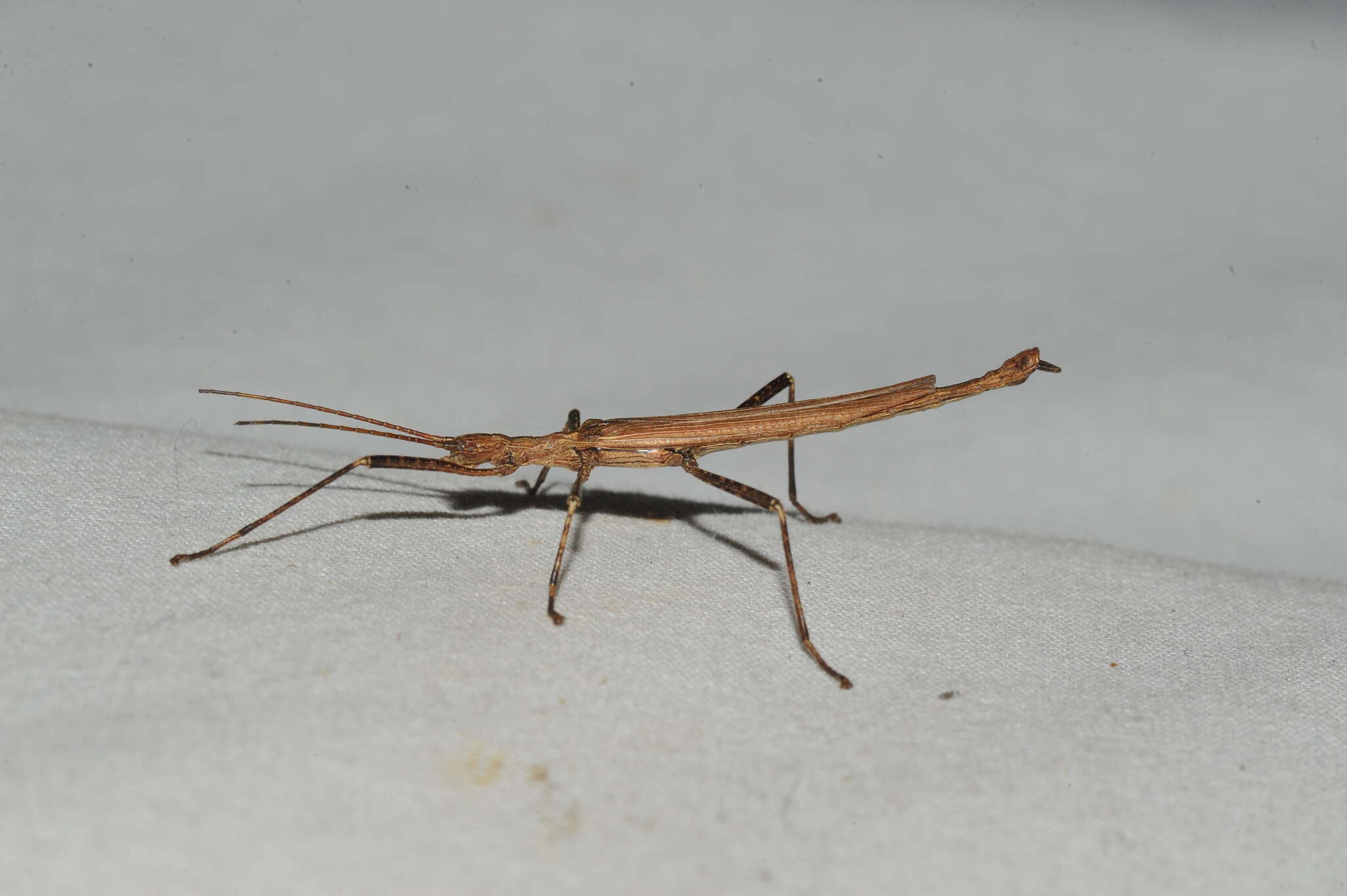 Image of Malacomorpha longipennis (Redtenbacher 1906)