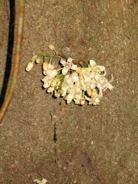 Image of Dysoxylum parasiticum (Osbeck) Kosterm.