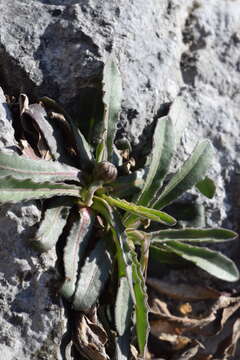 Image of Leontodon tenuiflorus (Gaudin) Rchb.