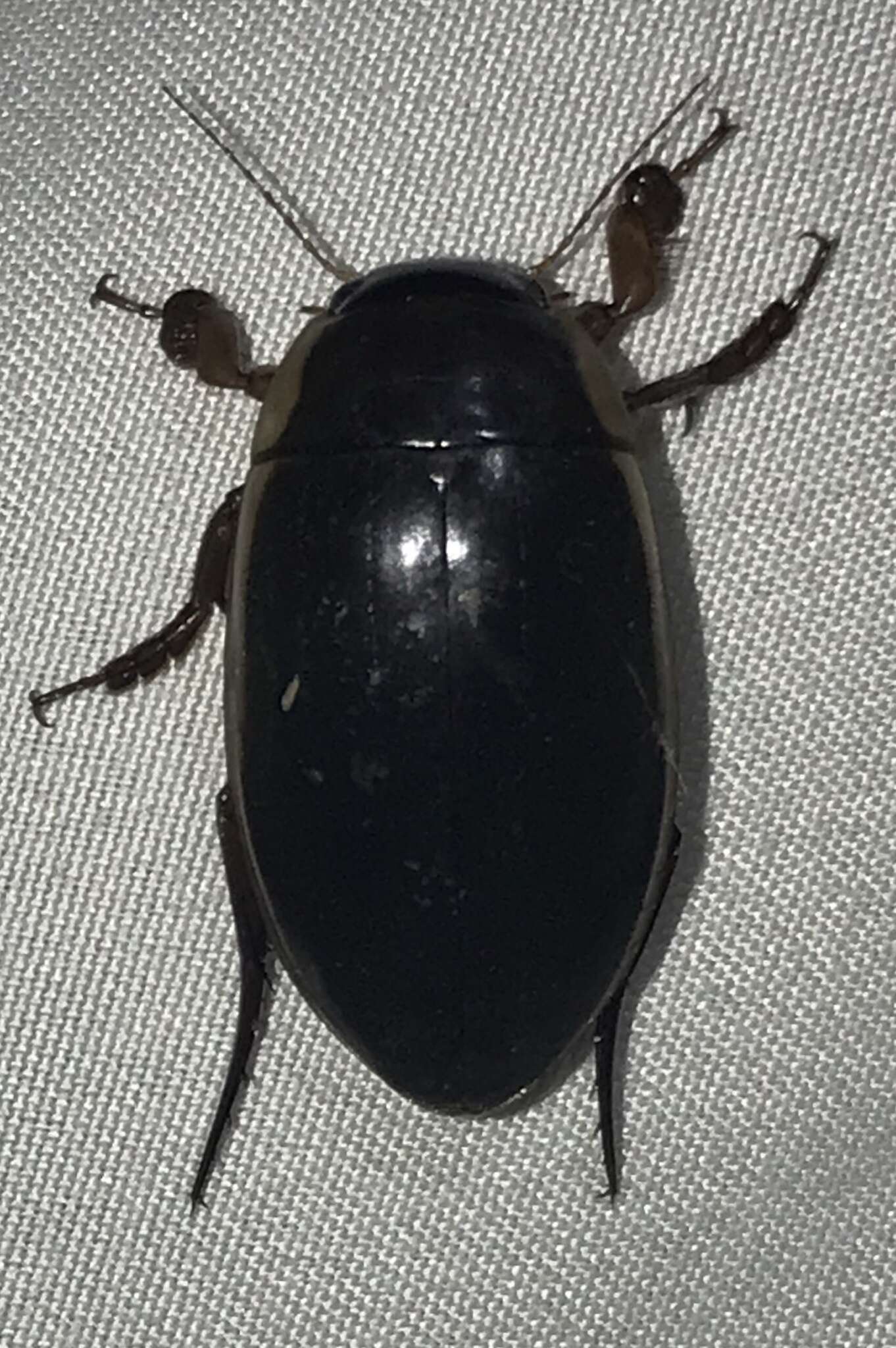 Image of Understriped Diving Beetle