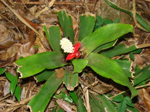 Imagem de Aechmea alba Mez