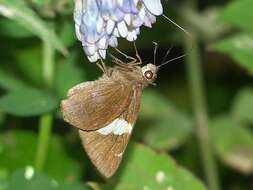 Image de Notocrypta feisthamelii Boisduval 1832