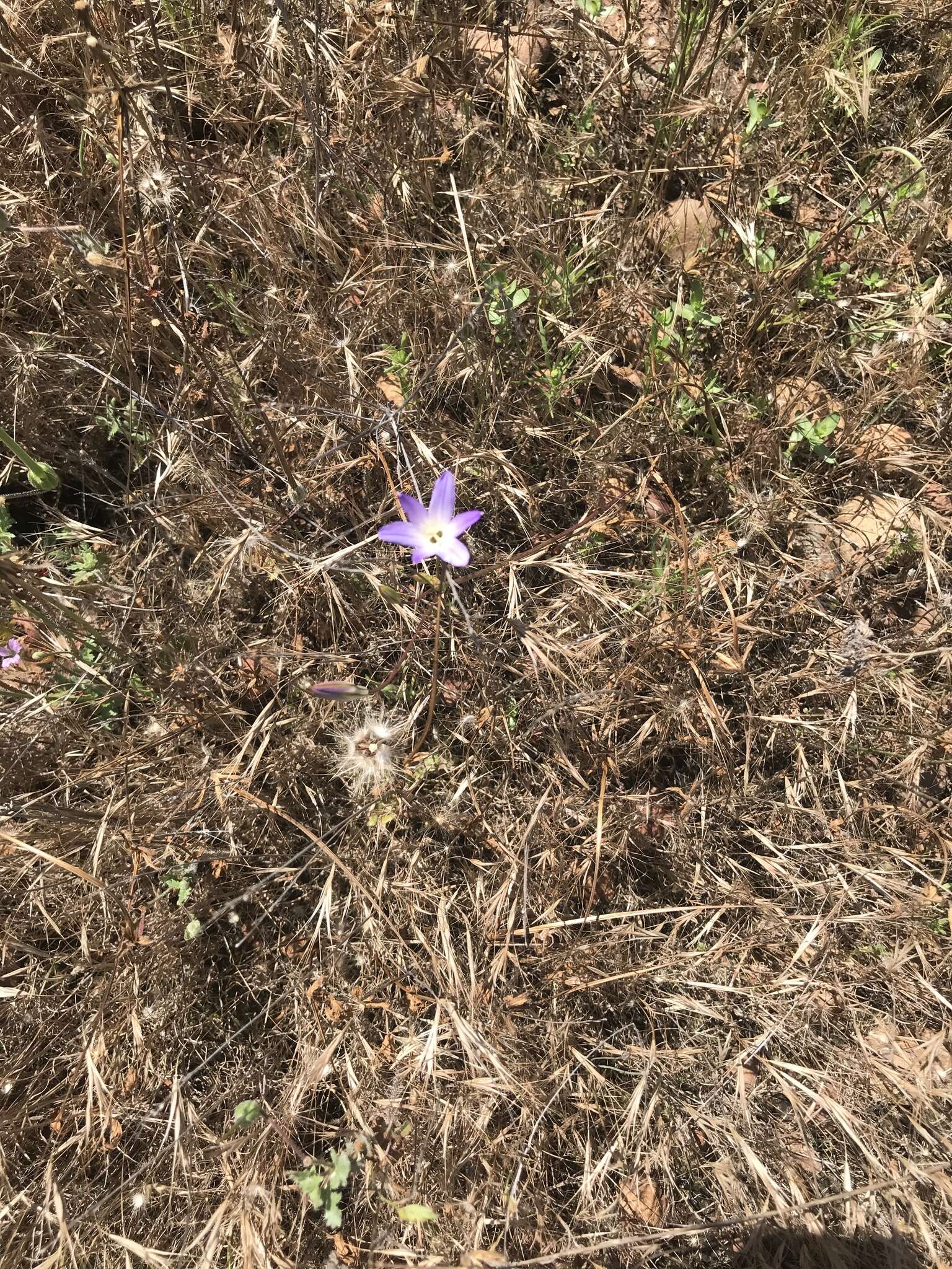 Image de Brodiaea orcuttii (Greene) Baker