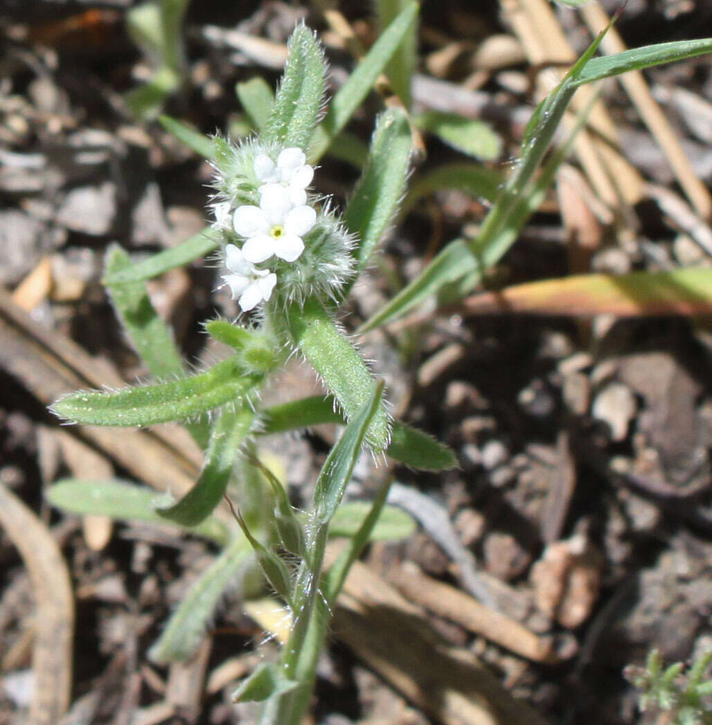 Sivun Cryptantha echinella Greene kuva