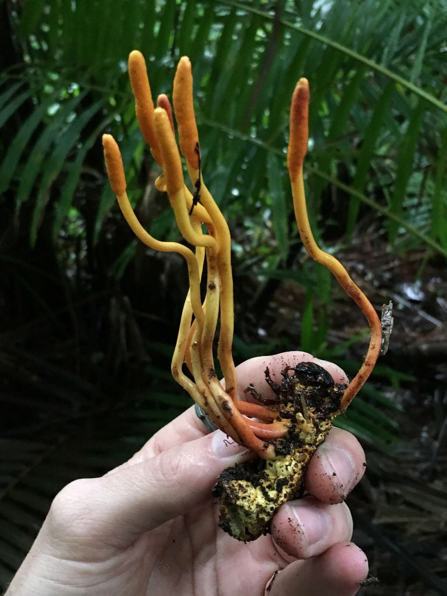 Plancia ëd Ophiocordyceps melolonthae (Tul. & C. Tul.) G. H. Sung, J. M. Sung, Hywel-Jones & Spatafora 2007