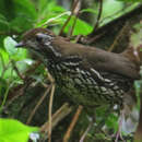 Image of Schwartz's Antthrush