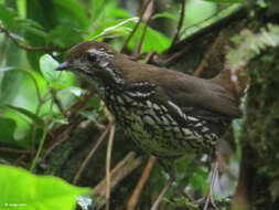 Image of Schwartz's Antthrush