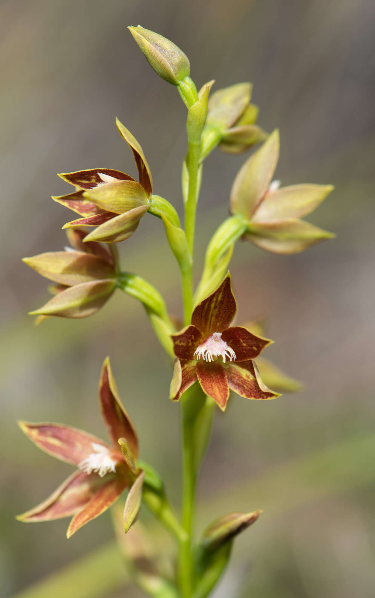 صورة Thelymitra fuscolutea R. Br.