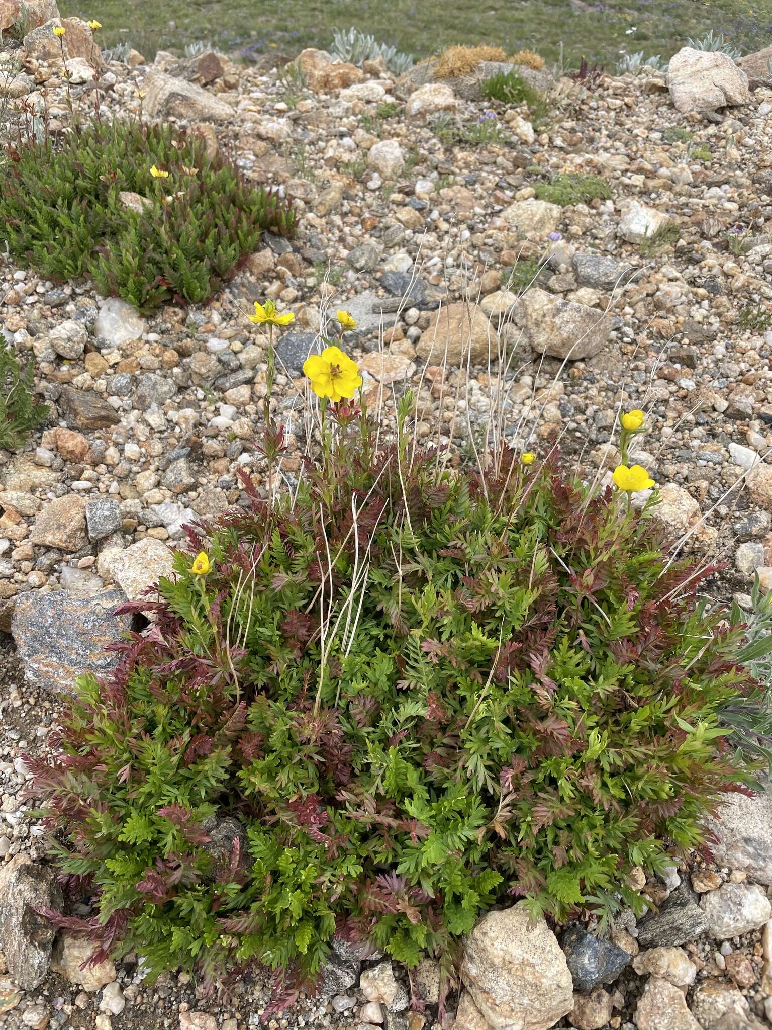 Image de Geum rossii var. turbinatum (Rydb.) C. L. Hitchc.