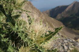 Image of Cirsium glabrum DC.