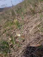 Lathyrus pannonicus subsp. collinus (J. Ortmann) Soo的圖片