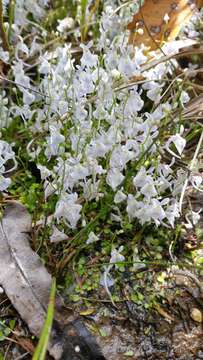 Image de Utricularia sandersonii Oliv.