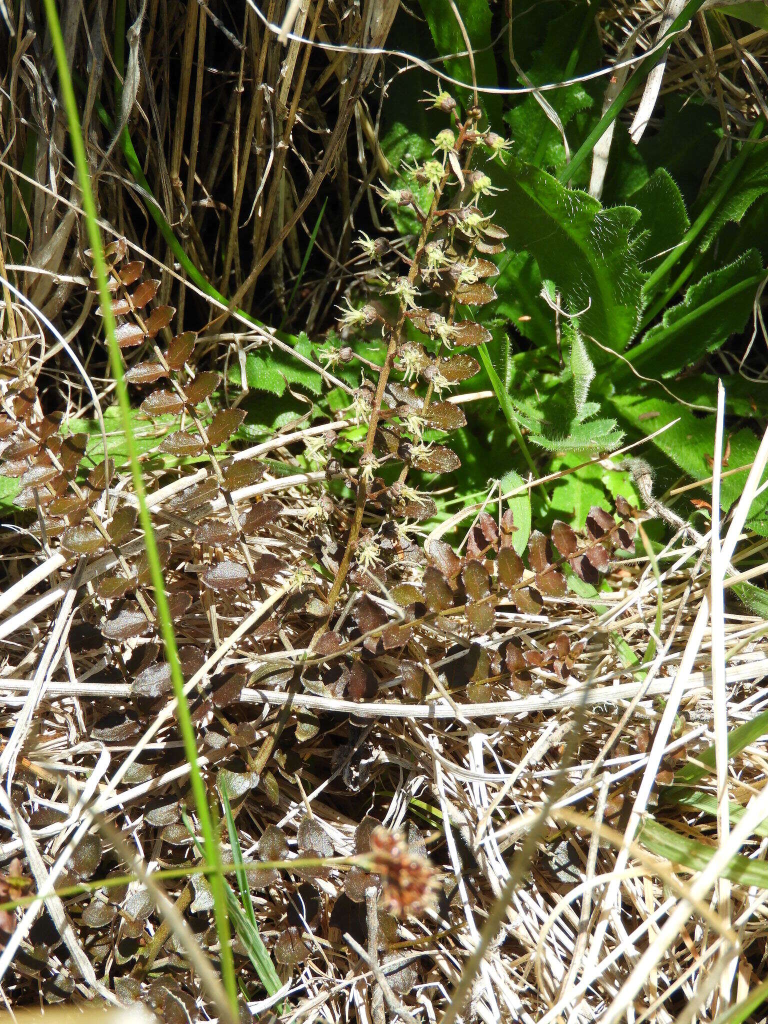 Image of Coriaria kingiana Col.