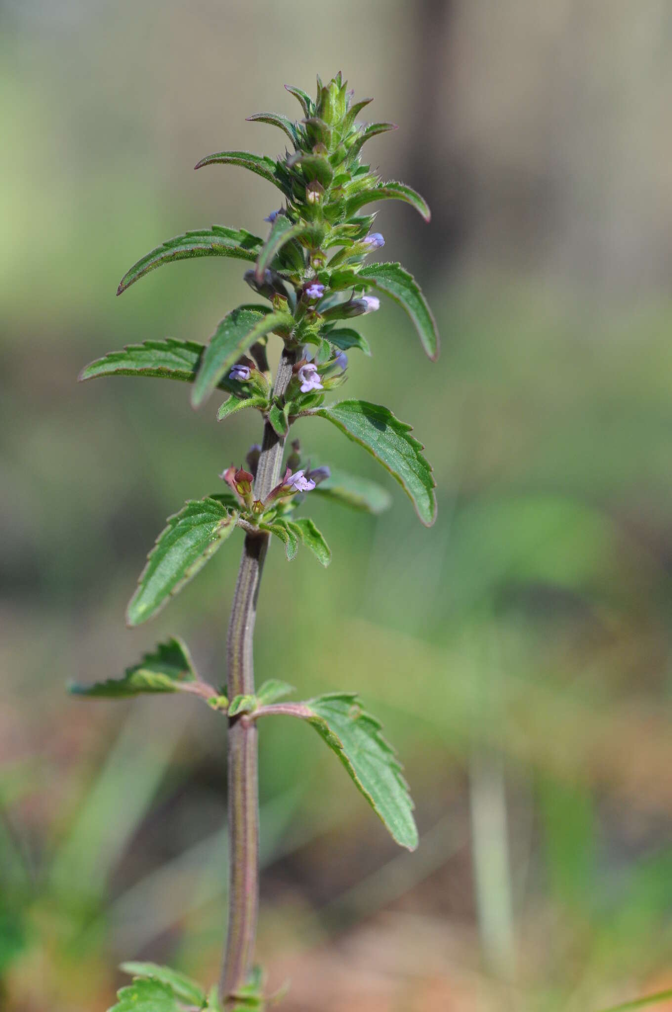 Image of thymeleaf dragonhead