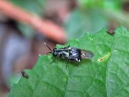 Image of Isomerocera quadrilineata (Fabricius 1787)