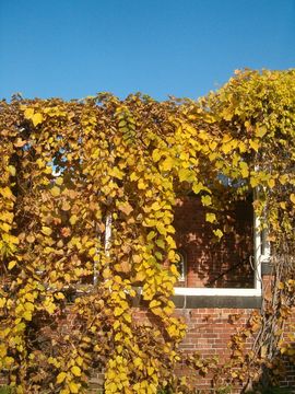 Image of Amur grape