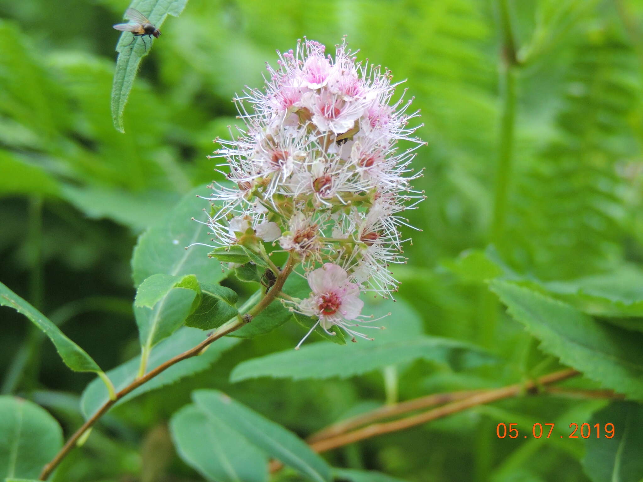 Слика од Spiraea salicifolia L.