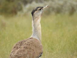 Image of Australian Bustard