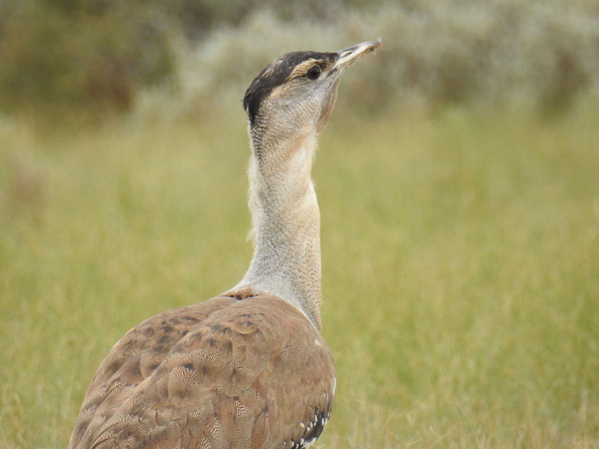 Image of Australian Bustard