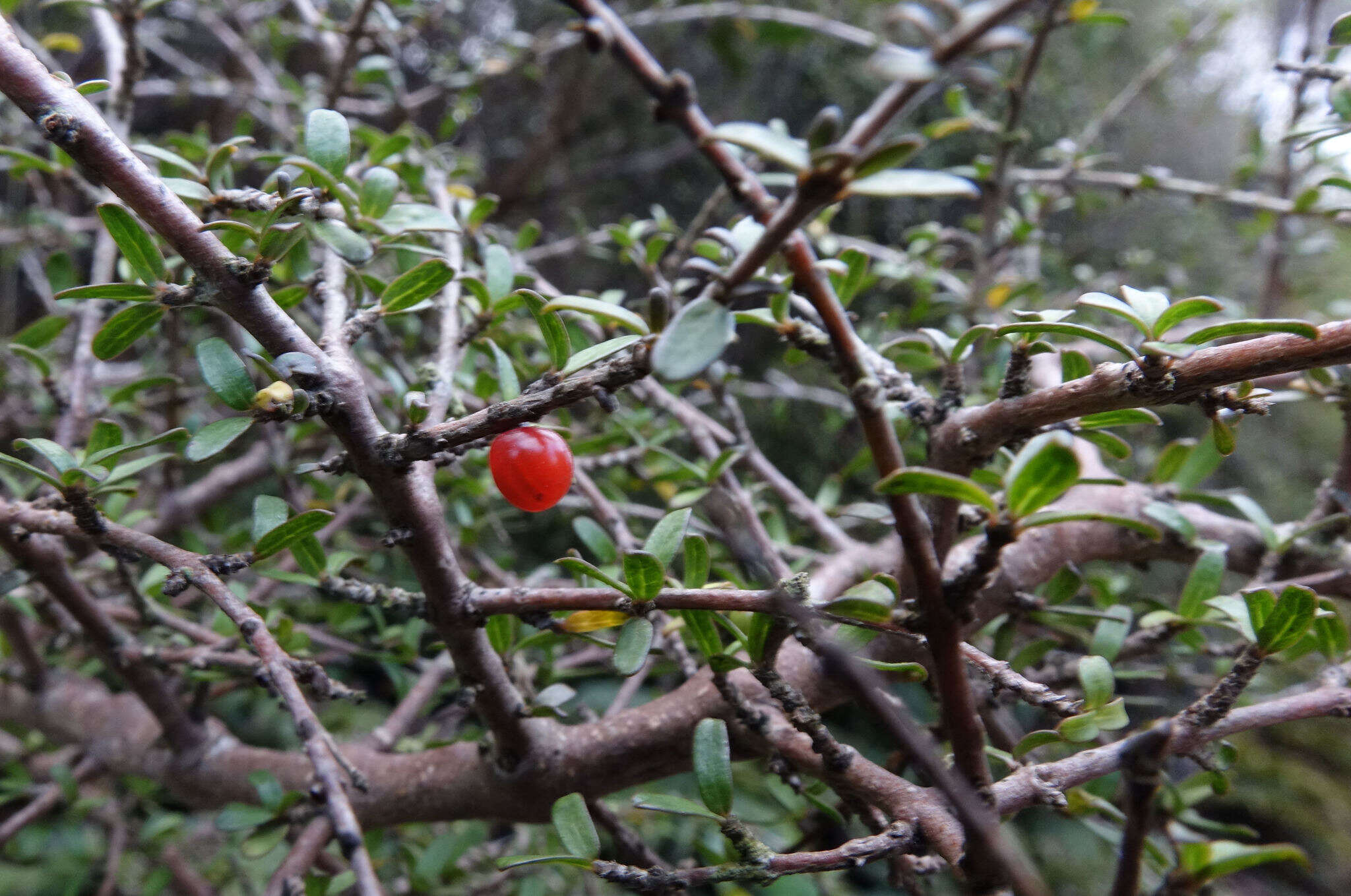 Image of Coprosma decurva Heads