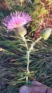 Cirsium serrulatum (M. Bieb.) Fischer的圖片