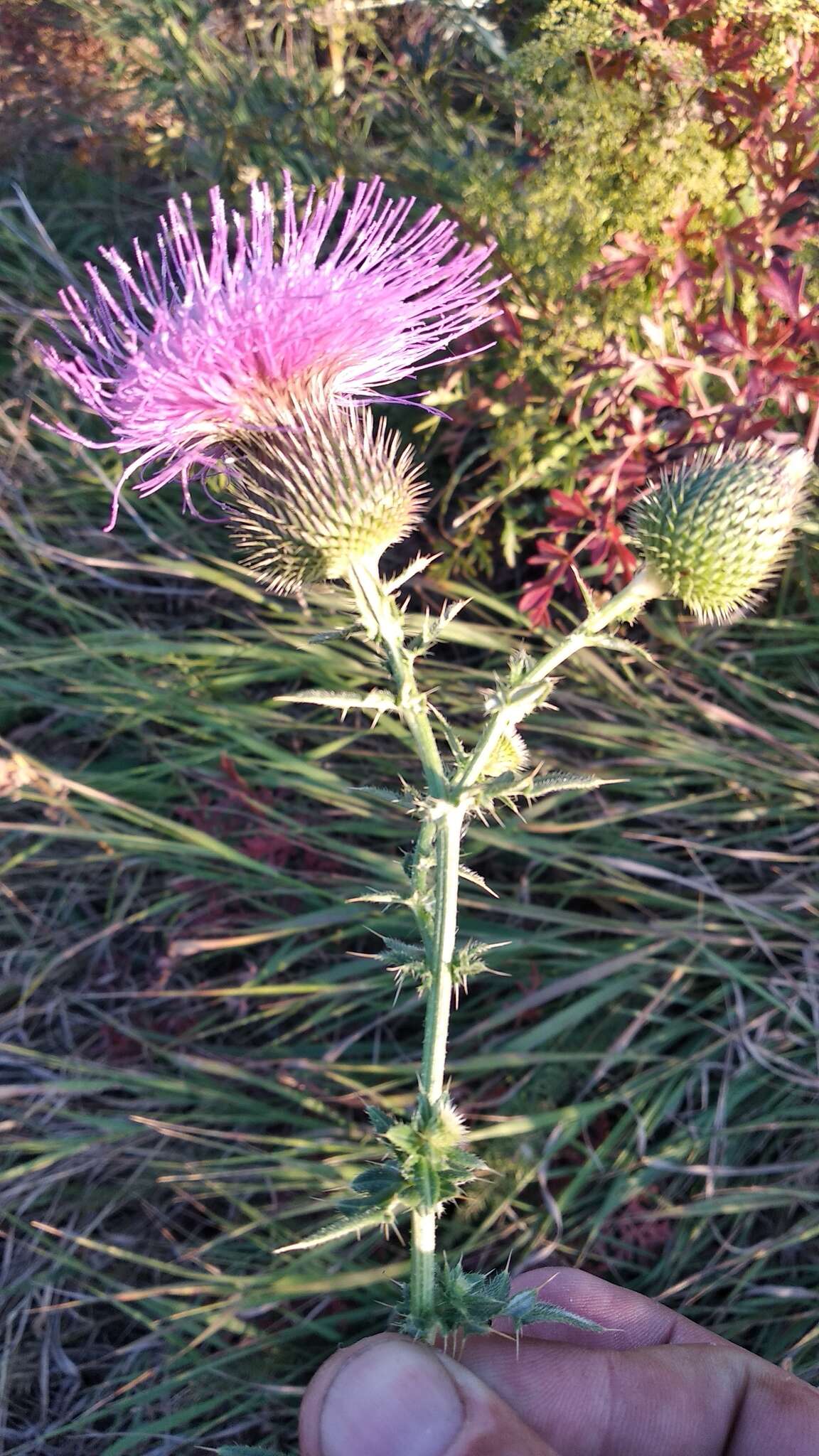 Image de Cirsium serrulatum (M. Bieb.) Fischer