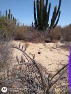 Image de Peniocereus striatus (Brandegee) Buxb.