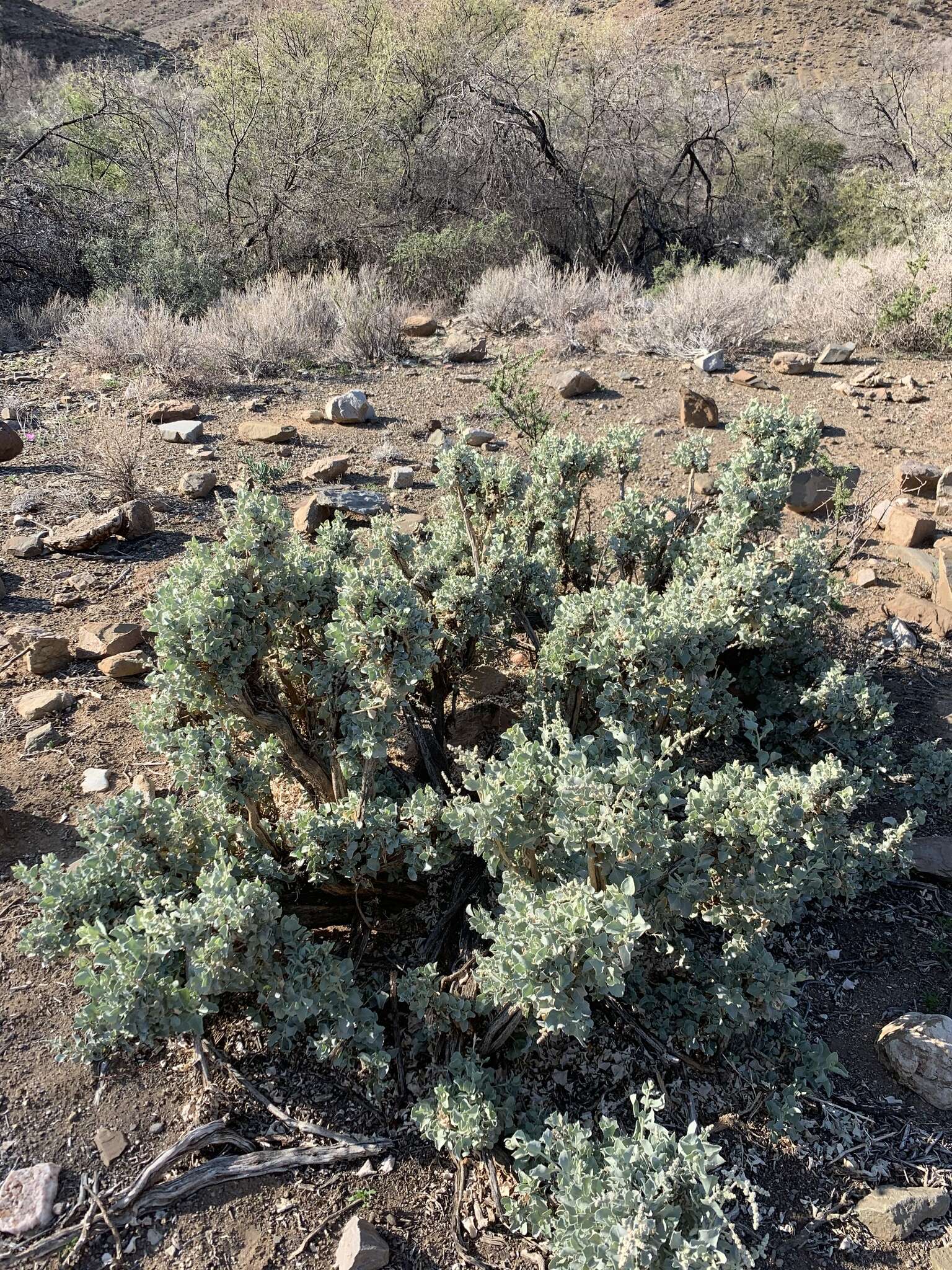 Image de Atriplex nummularia subsp. nummularia