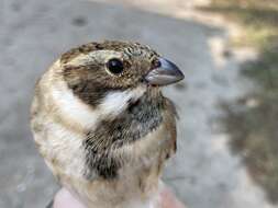 Image of Emberiza schoeniclus stresemanni Steinbacher 1930