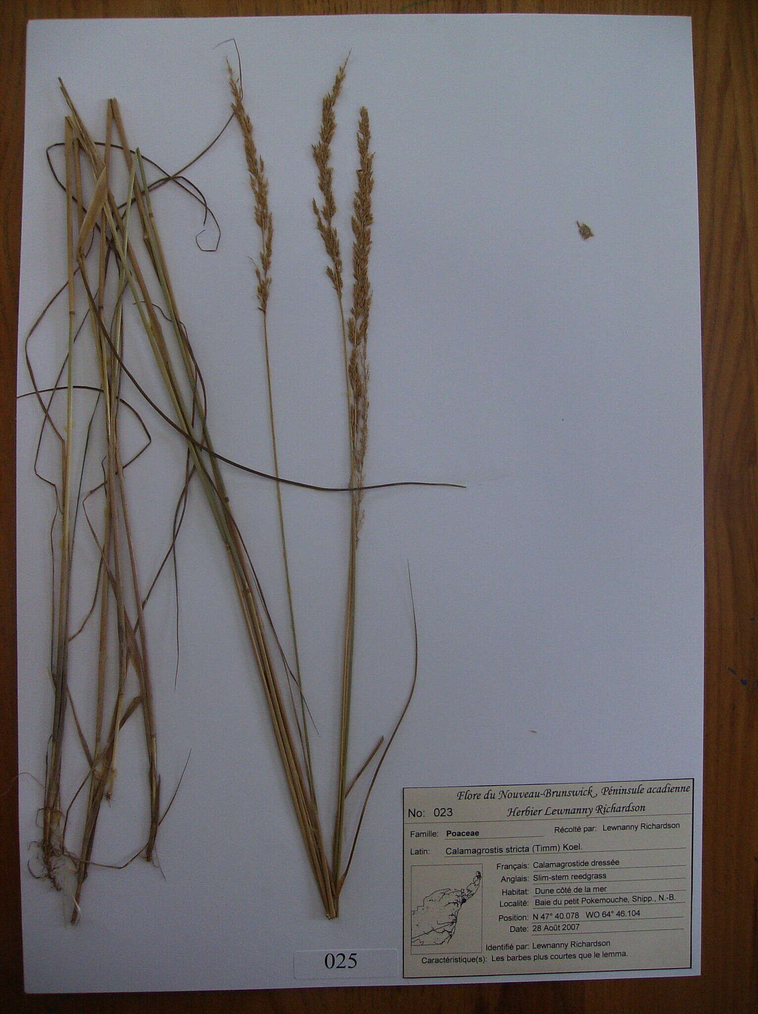 Image of narrow small-reed