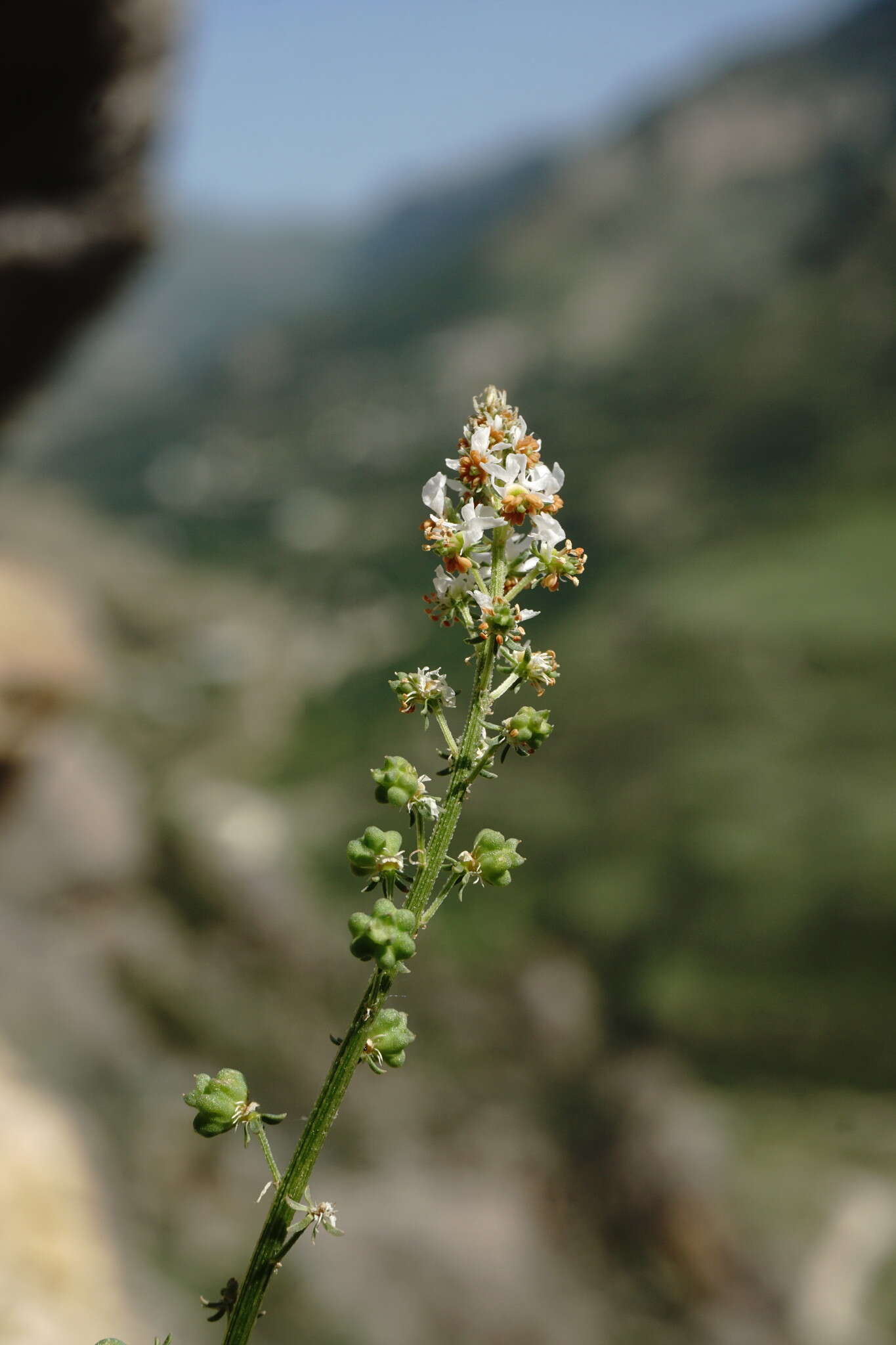 Image of Reseda globulosa Fisch. & C. A. Mey.