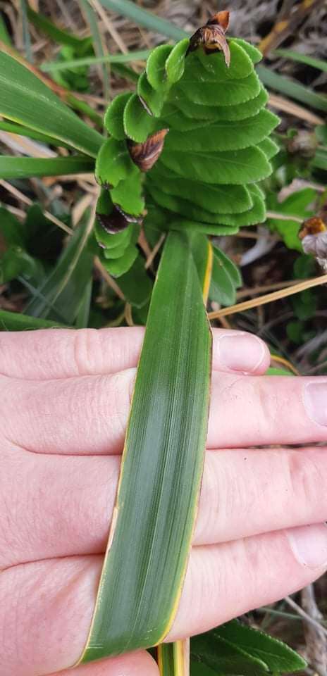 Image of Anthoxanthum fuscum (Zotov)