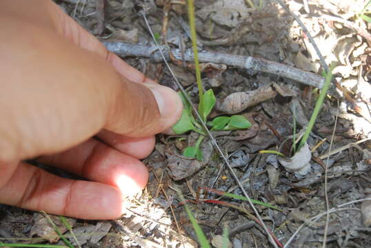 Image of Kotzebue's Grass-of-Parnassus