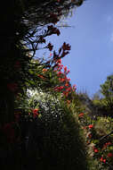 Imagem de Gladiolus cardinalis Curtis