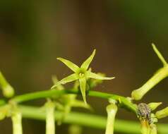 Image of Stackhousia viminea Sm.