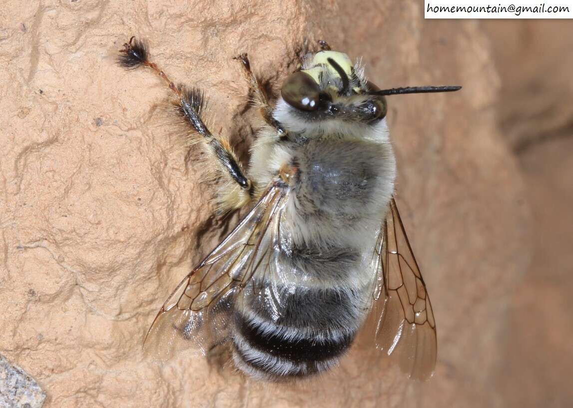 Слика од Anthophora patruelis Cockerell 1931