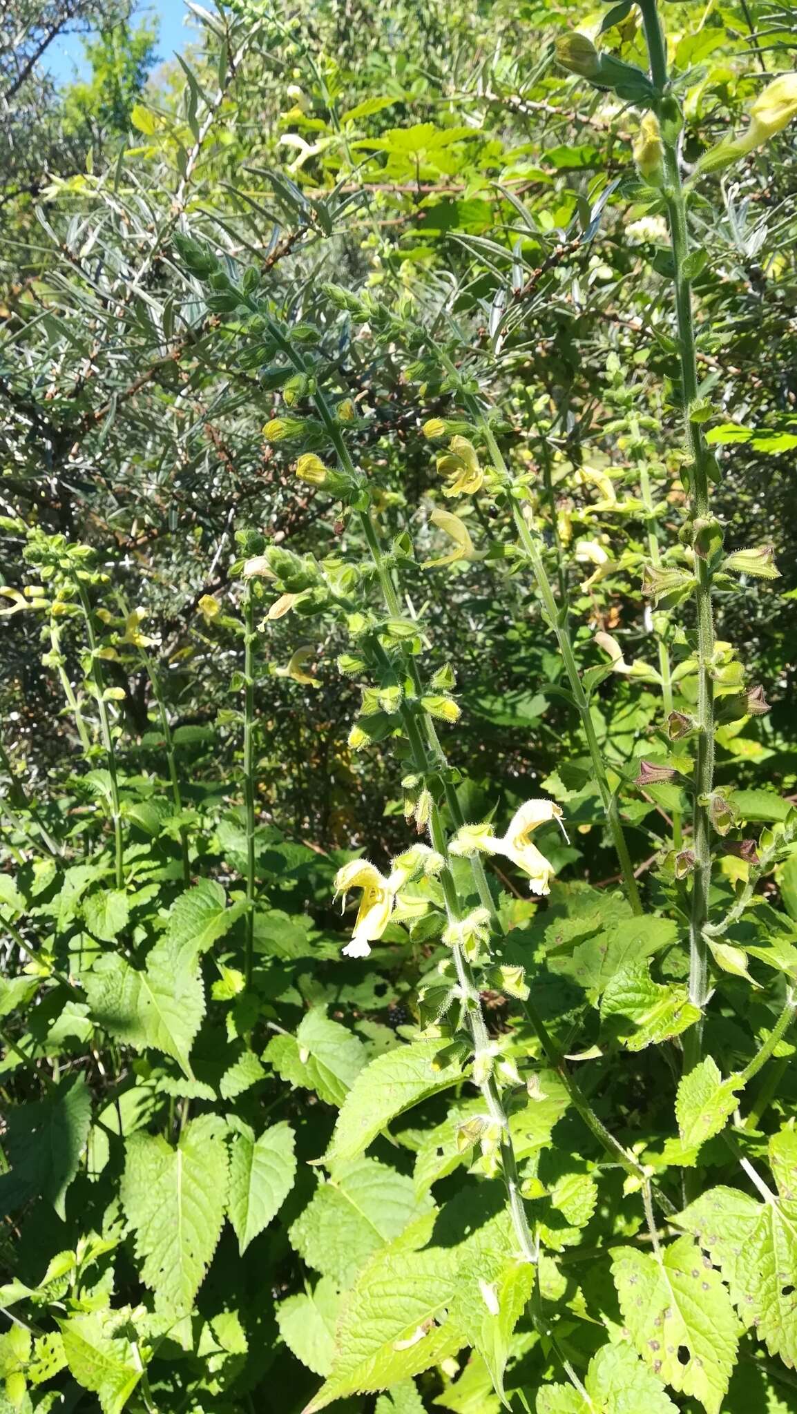 Imagem de Salvia glutinosa L.