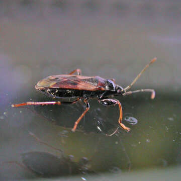 Image of Eremocoris fenestratus (Herrich-Schaeffer 1839)