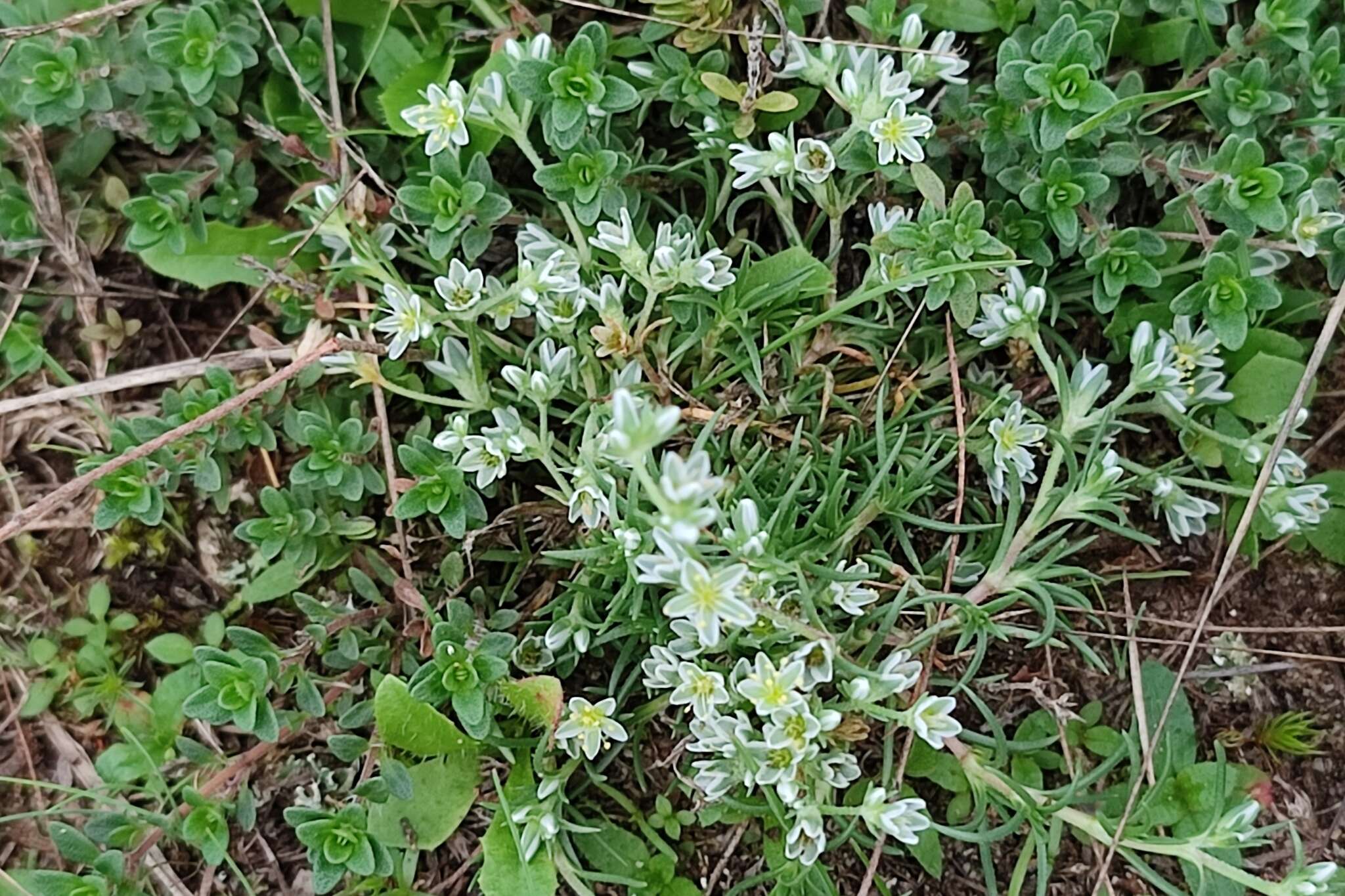 Image of Scleranthus perennis subsp. perennis