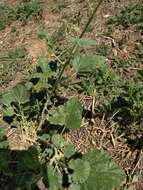 Image of small-leaf globemallow