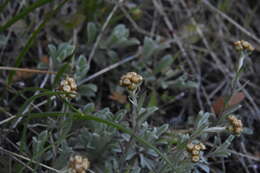 Imagem de Antennaria umbrinella Rydb.