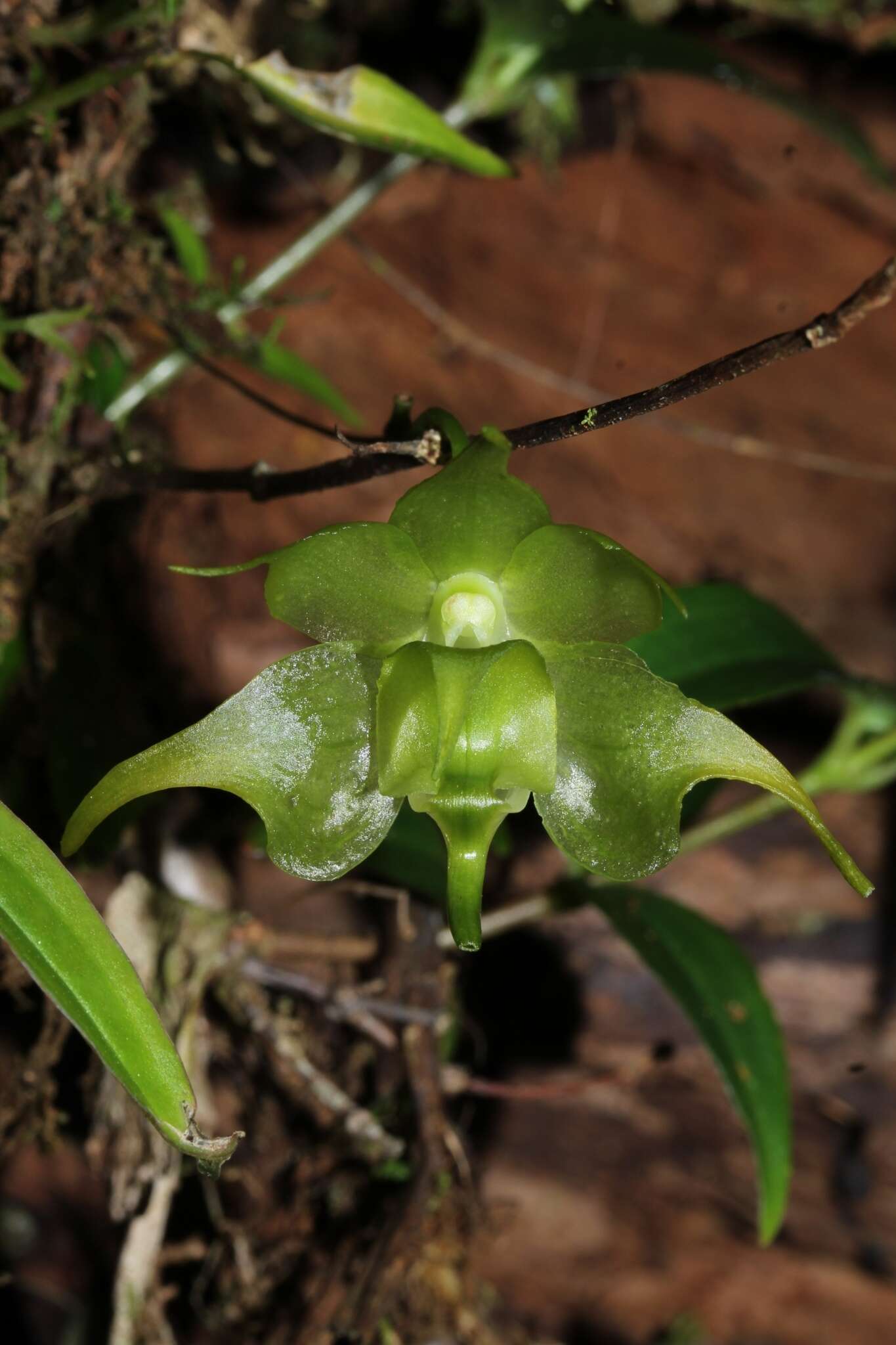 Image of Aeranthes ramosa Rolfe