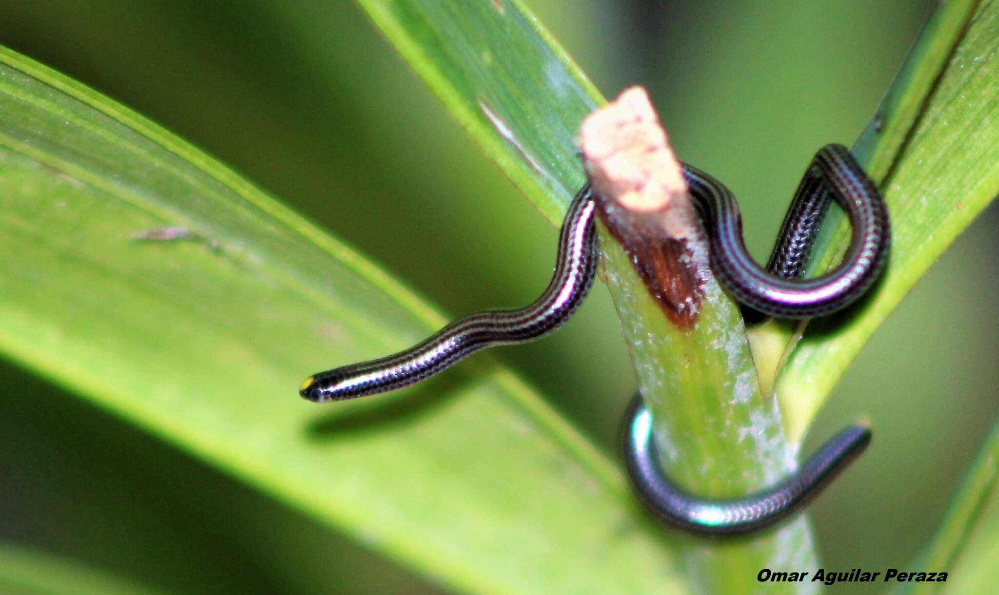 Image of Black Blind Snake