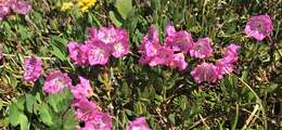 Image of <i>Kalmia <i>microphylla</i></i> var. microphylla