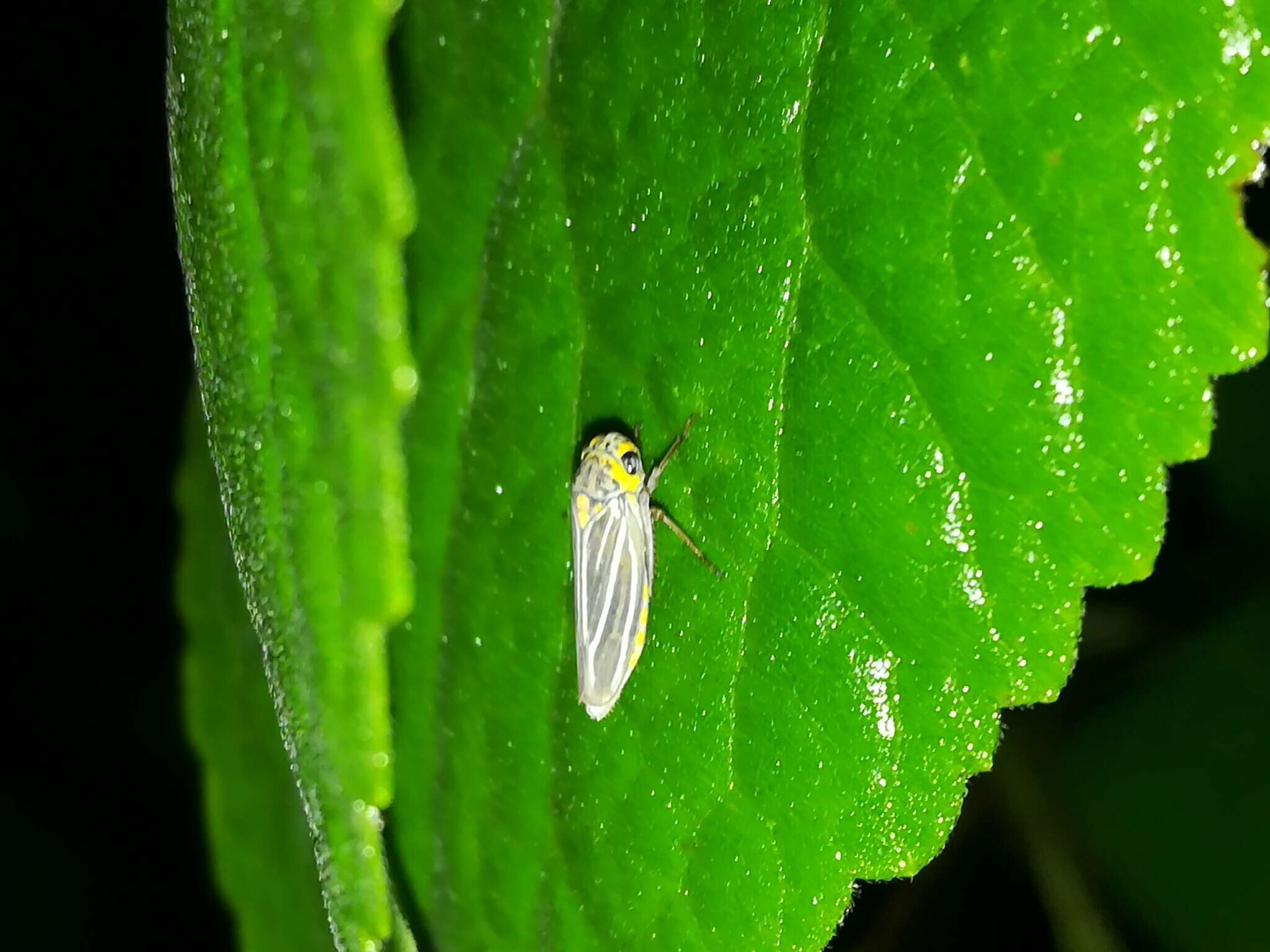 Plancia ëd Graphocephala nigrifascia (Walker & F. 1851)