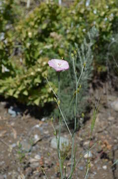 Image of Convolvulus pseudocantabrica Schrenk