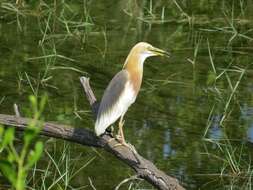 Image of Javan Pond-Heron