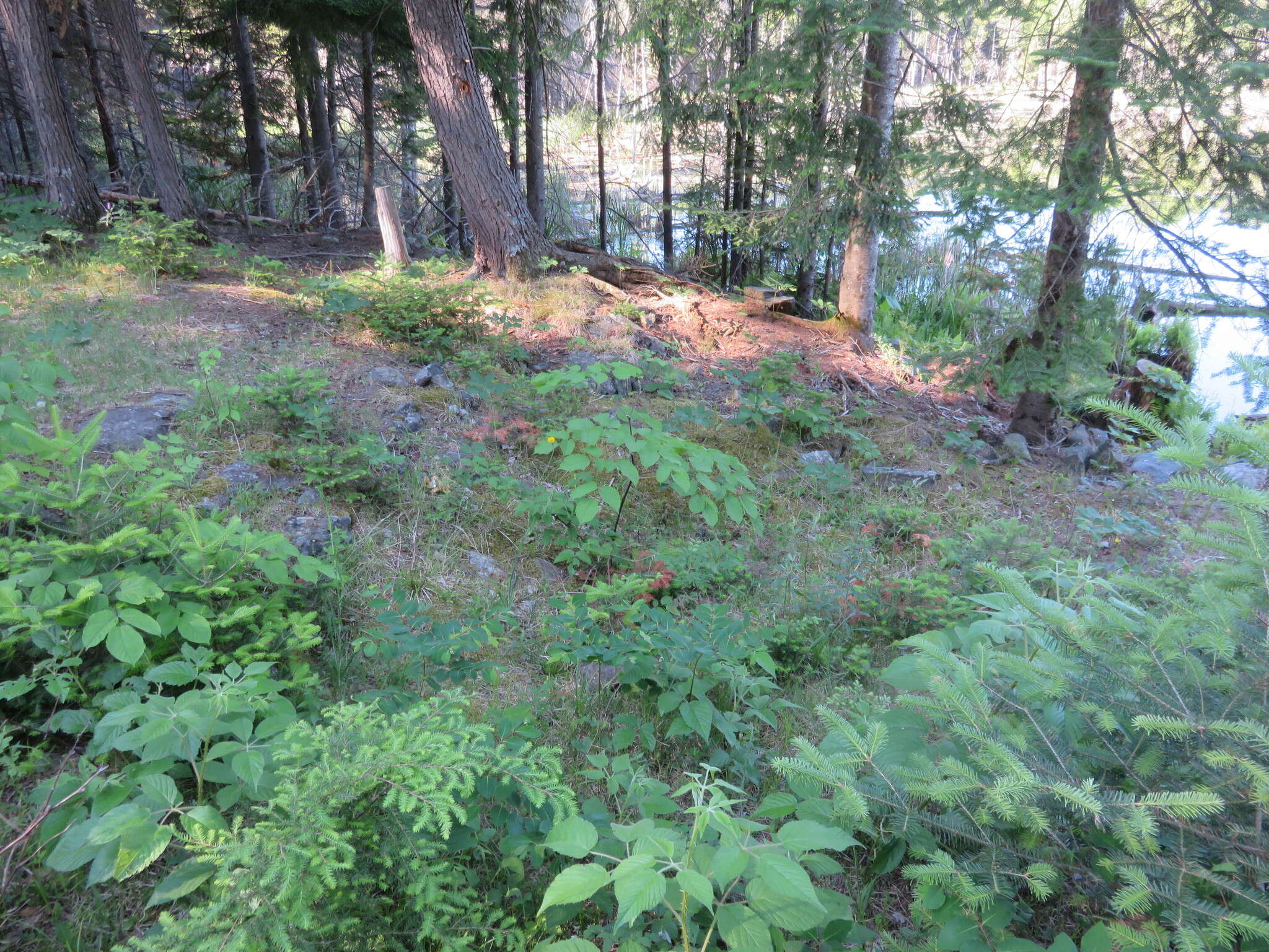 Image of American spikenard