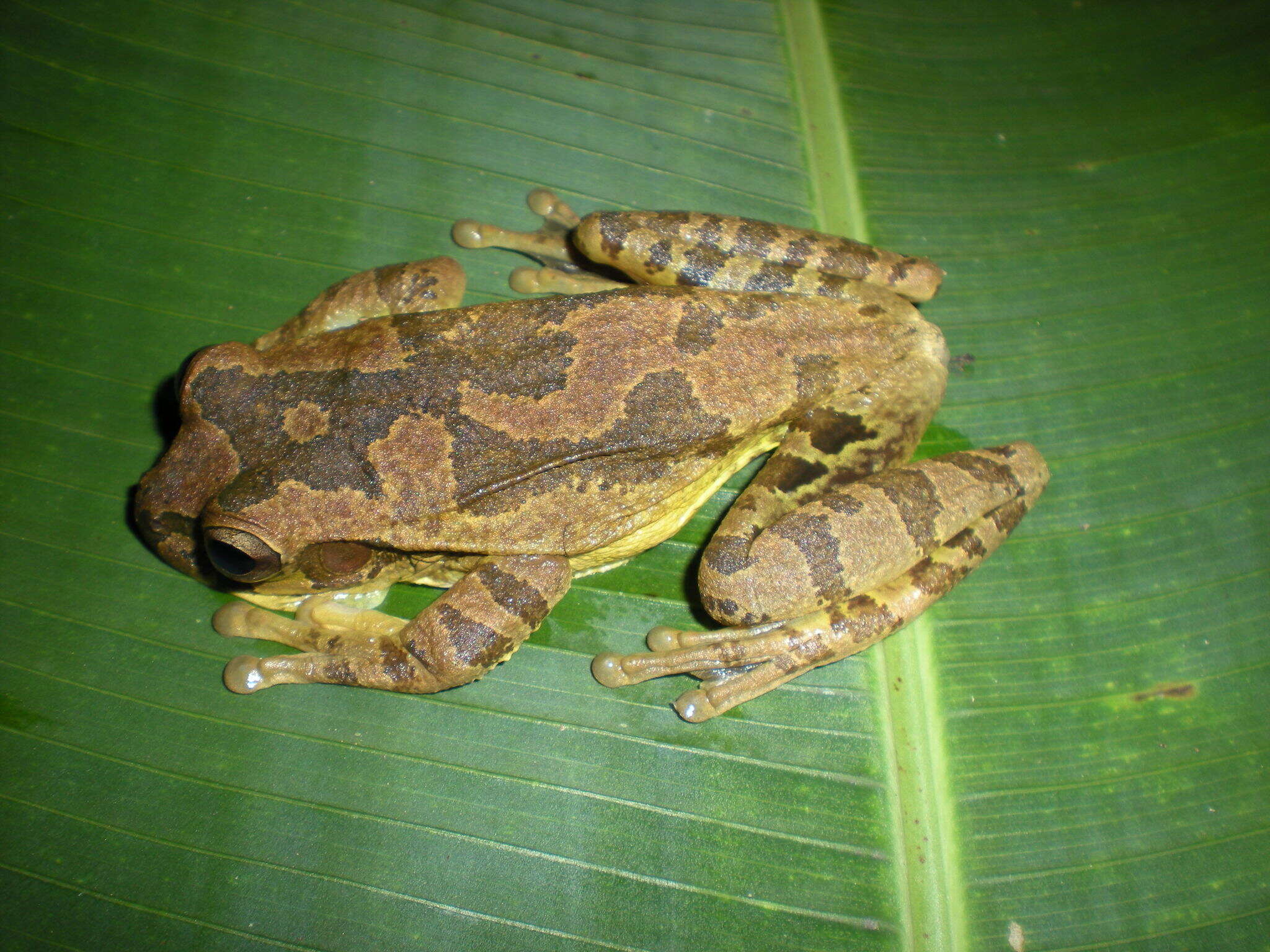 Image of Smilisca manisorum (Taylor 1954)